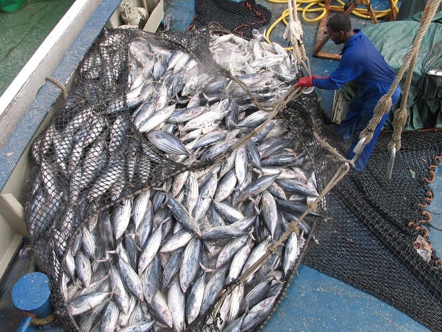 fish