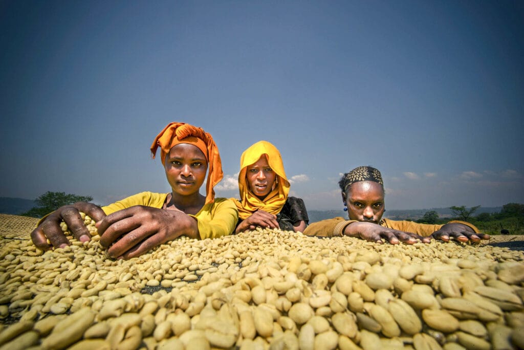 processing of washed coffee south west ethiopia credit emily garthwaite and union hand roasted coffee custom 304d945f4df6b957672a8483ea93570749daecfd