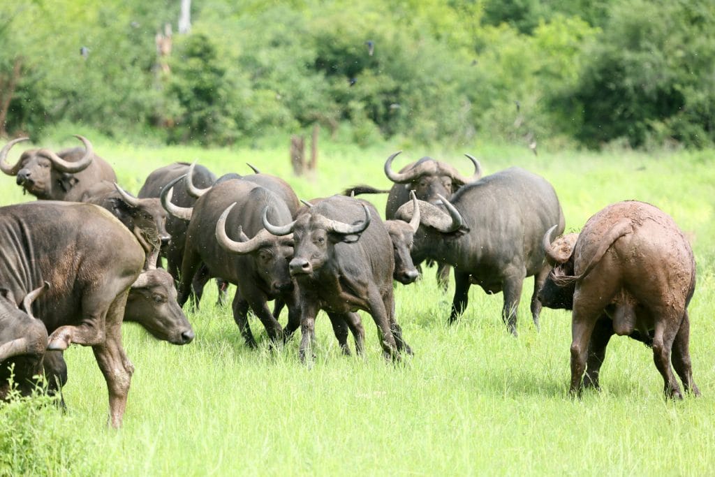 WILDLIFE BUFFALO 6C3A9041 1024x683 1
