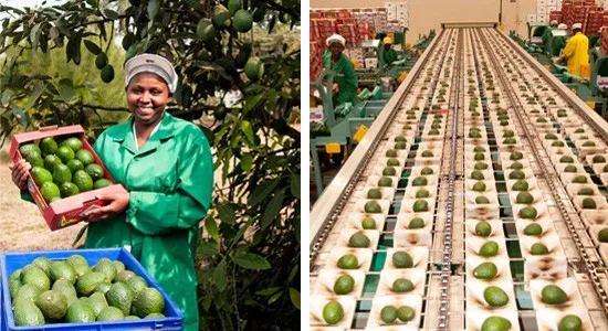 Lower Avocado Production to Hit Kakuzi Earnings 1