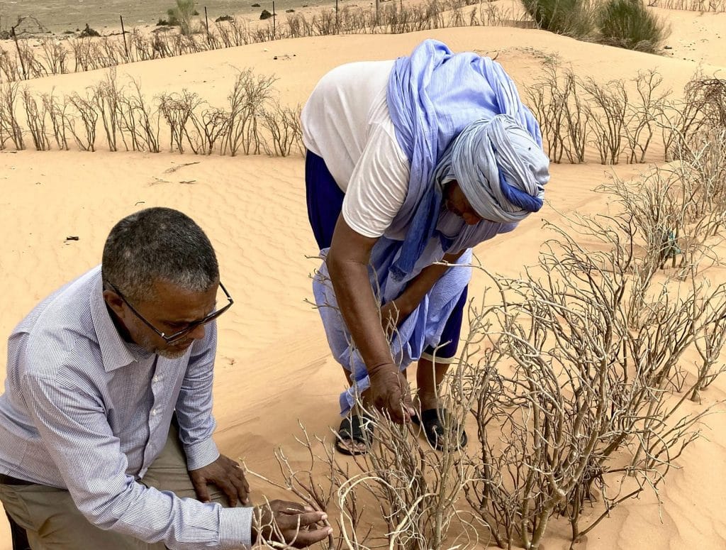 mauritania green wall foto SHIGEKI TAOYomiuriThe Yomiuri Shimbun via AFP scaled 1