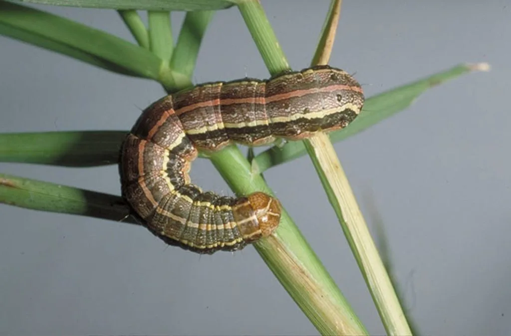 Armyworm