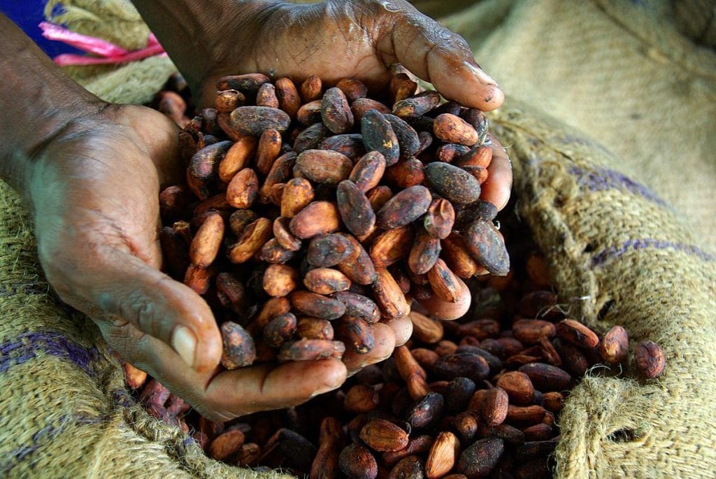 Coco Beans in Ivory Coast