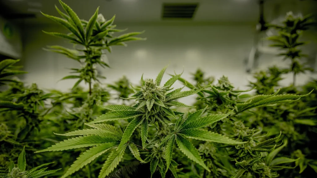 cannabis