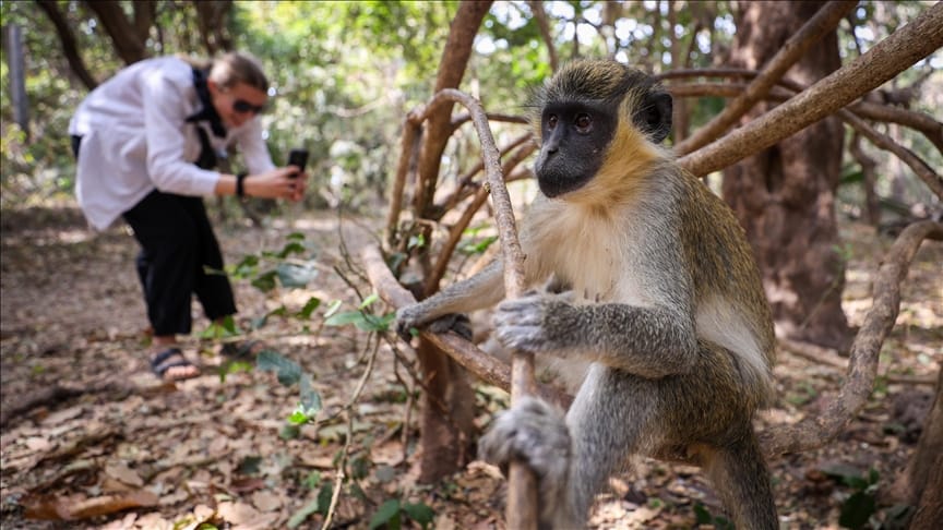 conservation efforts