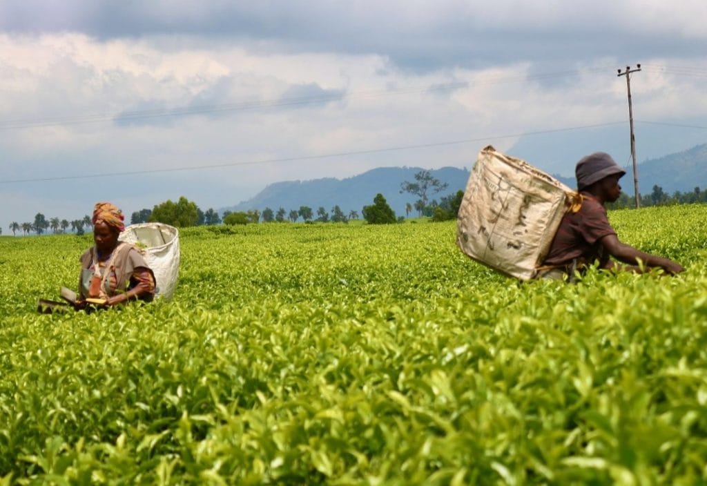 Malawi,