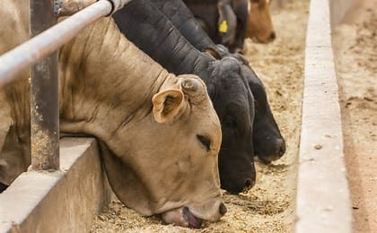 South Africa is facing renewed pressure to contain a growing outbreak of foot-and-mouth disease