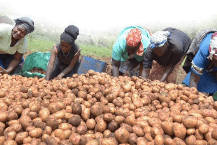 202303 News late blight Kenya and Nigeria