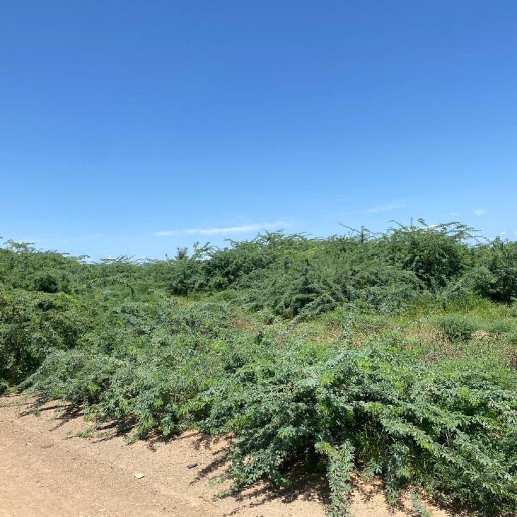 Kenyan Refugees Turn Invasive Tree Into Eco-Friendly Furniture 3 IMG 20250530 WA0027
