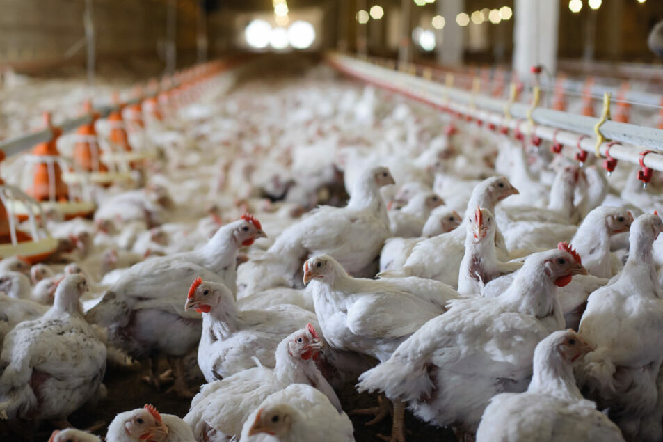 chickens Adobe Stock