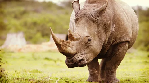 rhino